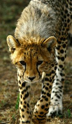 RTW0091  Inquisitive young cheetah